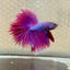 Purple Pink Halfmoon - Male Betta 177