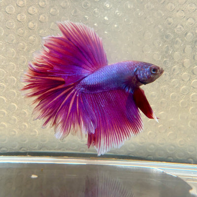 Purple Pink Halfmoon - Male Betta 177