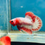 Red Fancy Copper Plakat - Male Betta 066