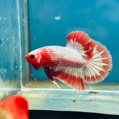 Red Fancy Copper Plakat - Male Betta 066