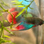 Wild Imbellis Long fins - Male Betta 086