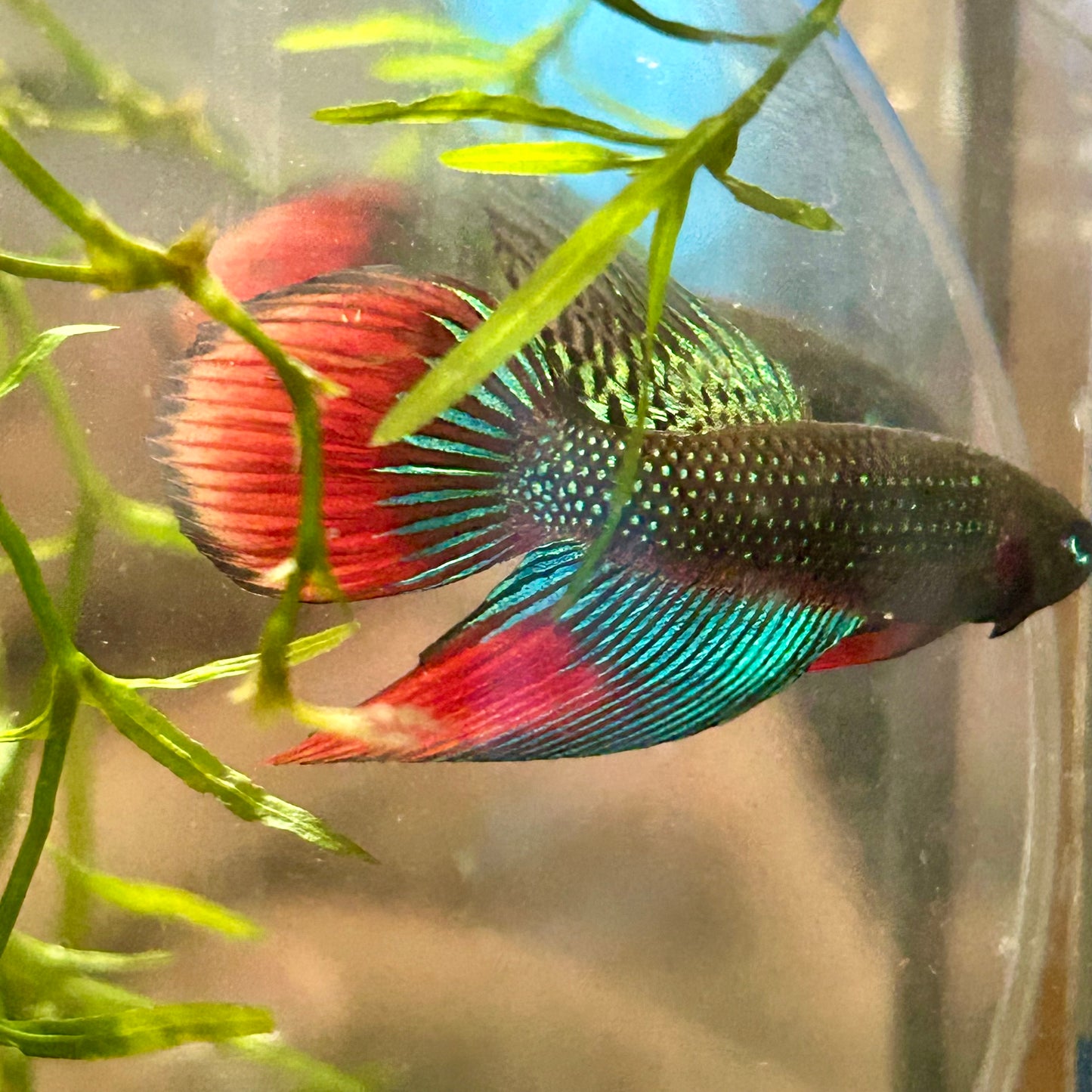 Wild Imbellis Long fins - Male Betta 086