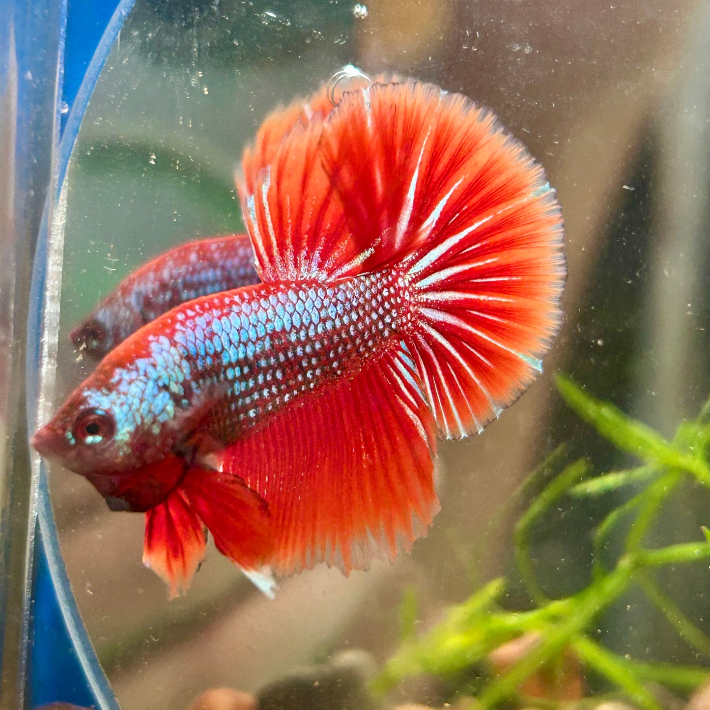 Red Fancy Copper Halfmoon - Male Betta 136