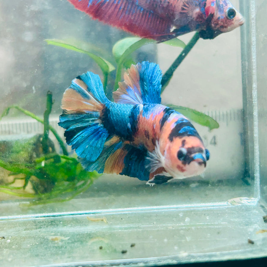Plakat Orange Koi Male Betta #Au49