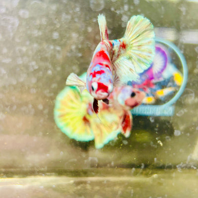 Red Barongsai Plakat - Female betta 156