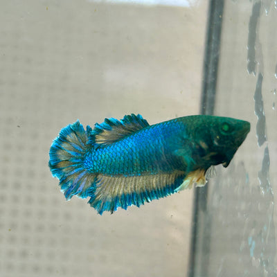Betta Female Rosetail Blue Mustard Neon #081