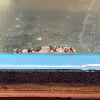 Tiger Goby - Taiwanese colour change