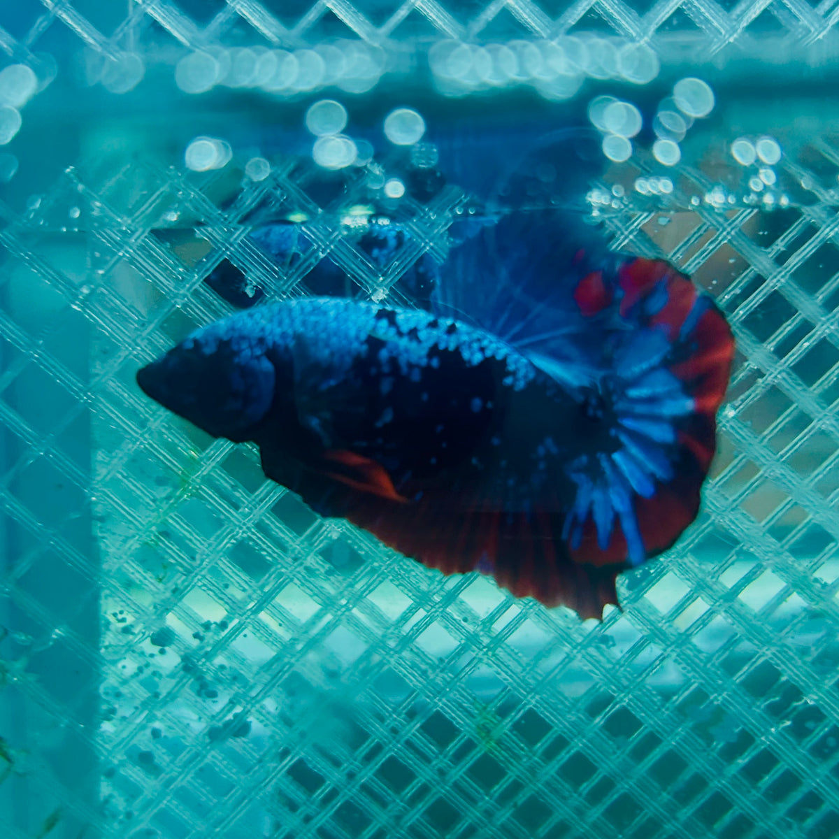 Plakat Avatar Nebula Male Betta #088