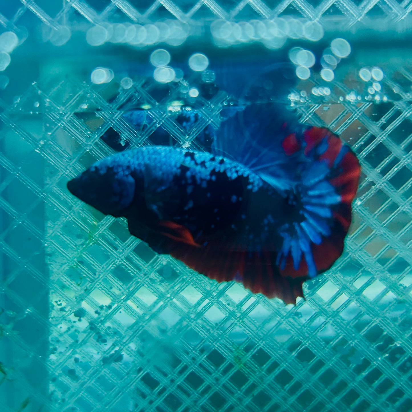 Plakat Avatar Nebula Male Betta #088