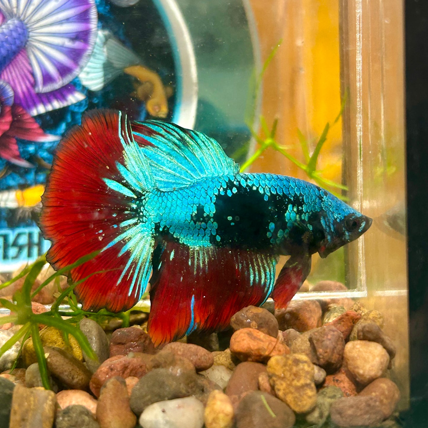 Avarta Vampire Halfmoon - Male Betta 097