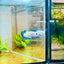 Female Betta Plakat  Blue Rim #101