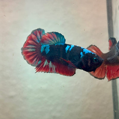 Avarta Nebula Plakat - Female Betta 195