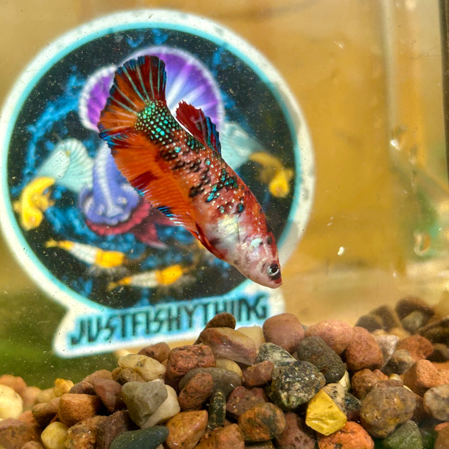 Multicolor Metallic Plakat - Female Betta 029