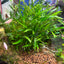 CRYPTOCORYNE LUCENS