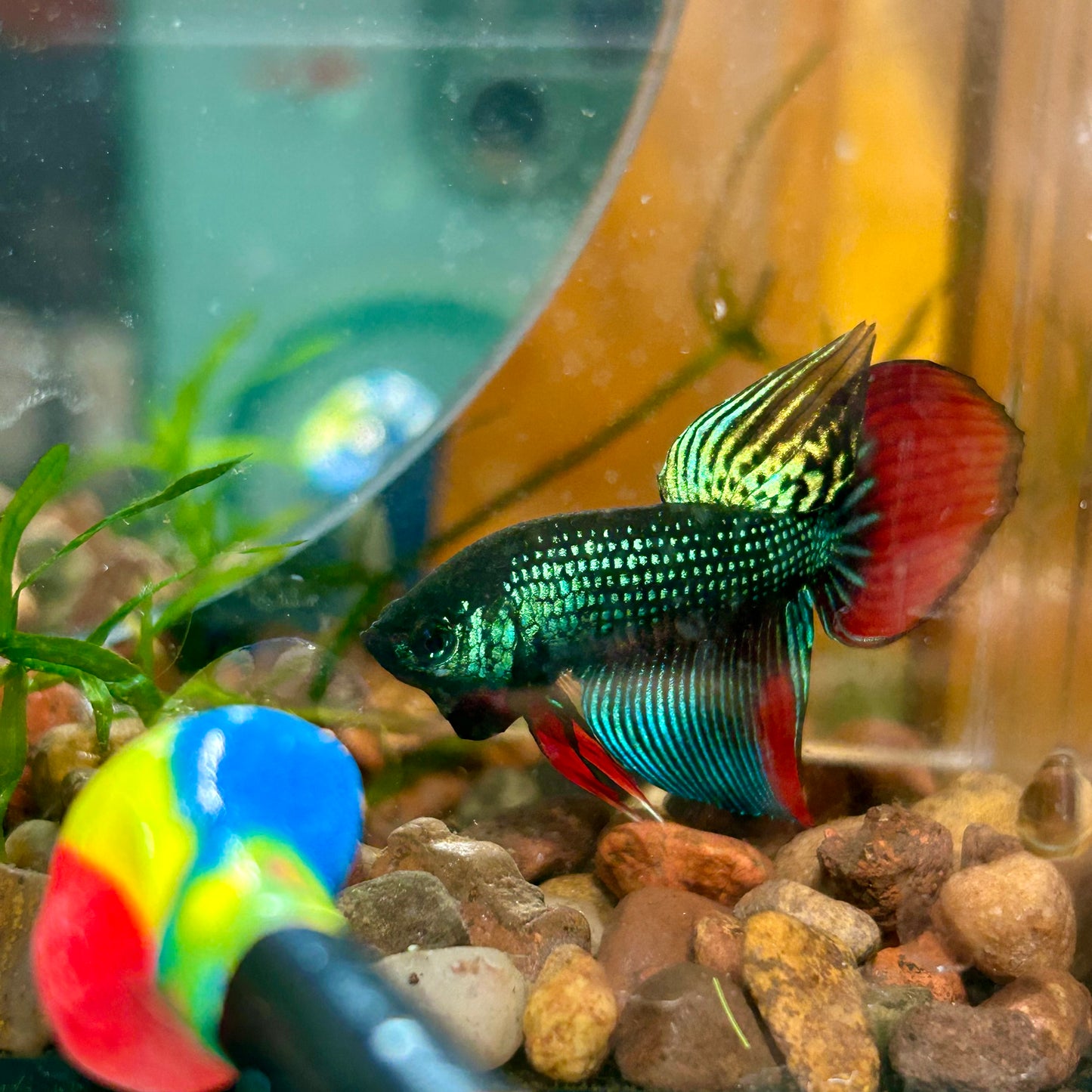 Wild Imbellis Long fins - Male Betta 140