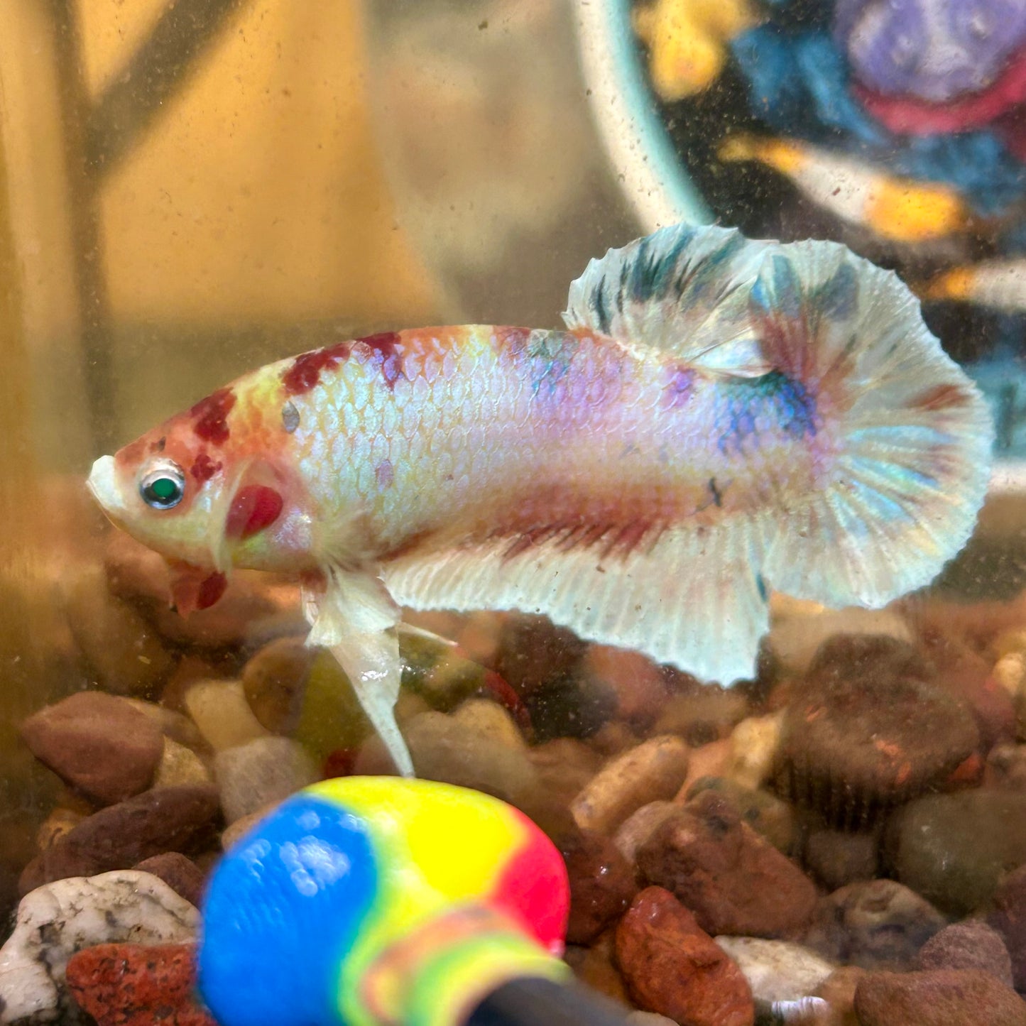 Dumbo Koi Neon Plakat - Male Betta 026