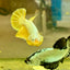 Yellow Dragon Plakat - Male betta 096