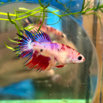 Koi Red Halfmoon Crowntail - Female Betta 108