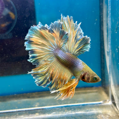 Feather Tail Yellow Mustard Neon - Male Betta 197