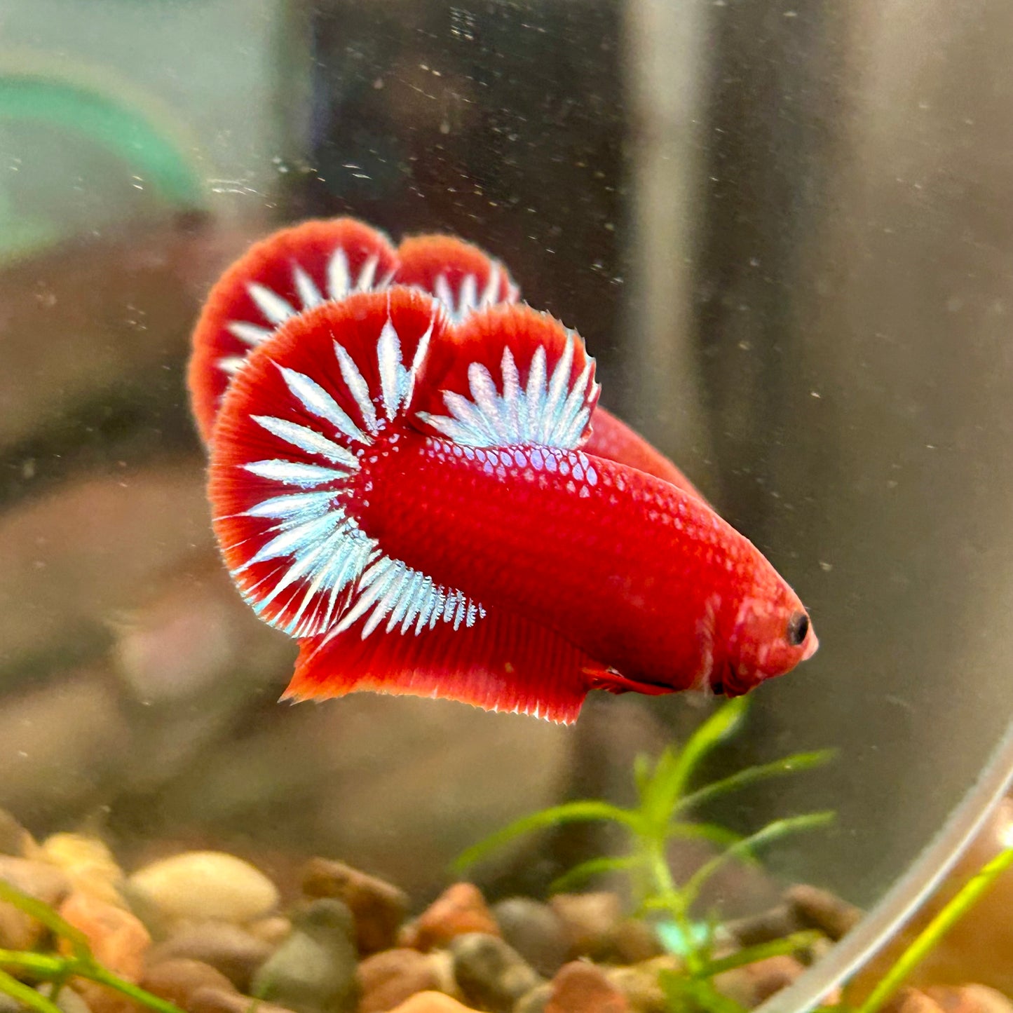 Red Fancy Hellboy Plakat - Male Betta 058