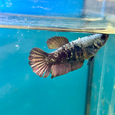Avarta Copper Plakat - Female Betta A02