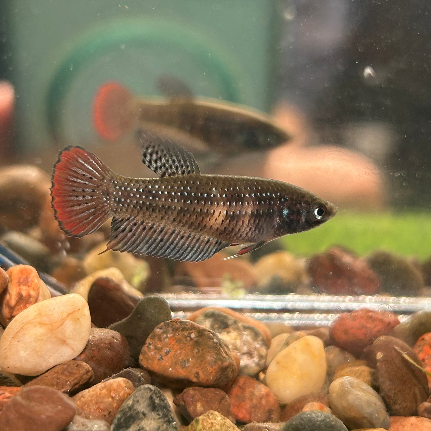 Red Blue Wild Imbellis - Female Betta 010