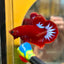 Red Fancy Hellboy Plakat - Male Betta 102