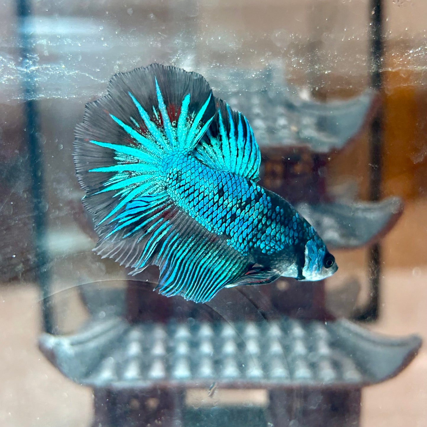 Blue Fancy Halfmoon - Male Betta 040