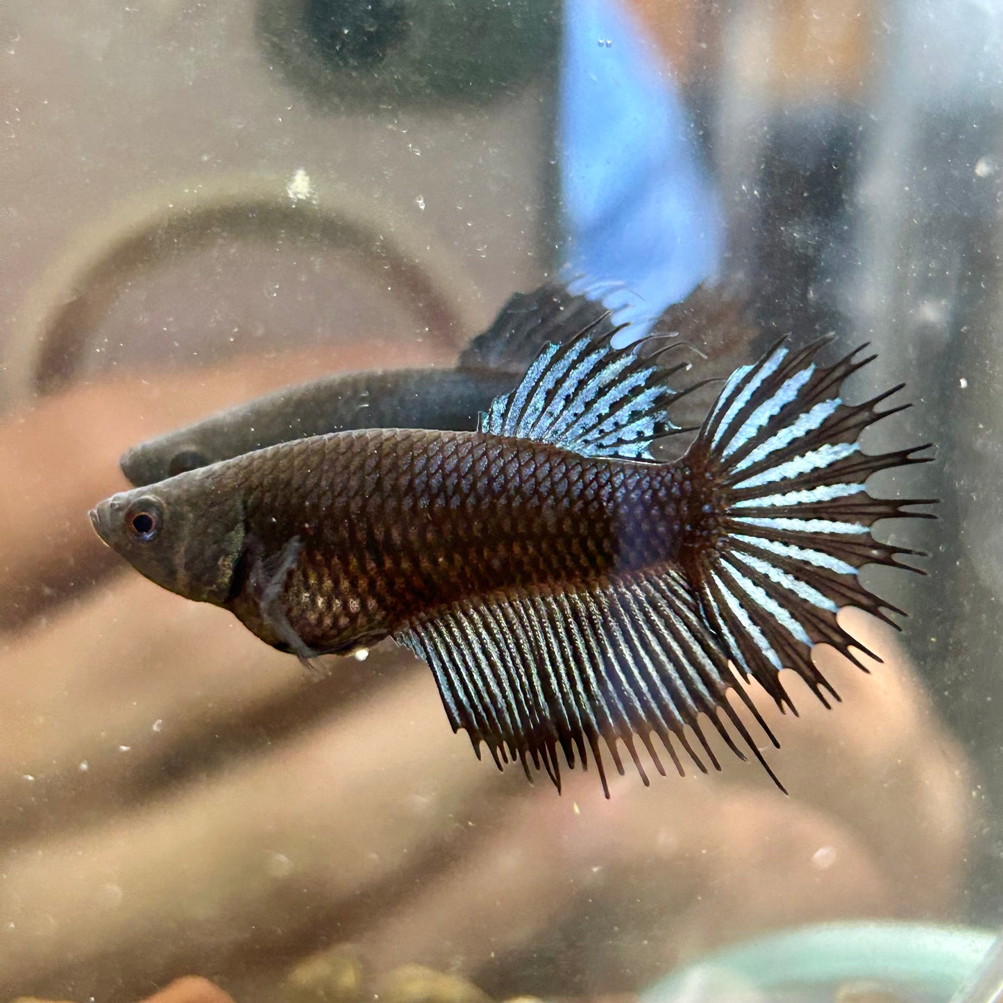 Black Orchid King Crowntail - Female betta 095 Breeder Grade