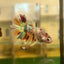 Cá Koi Crowntail - Cá Betta đực 23