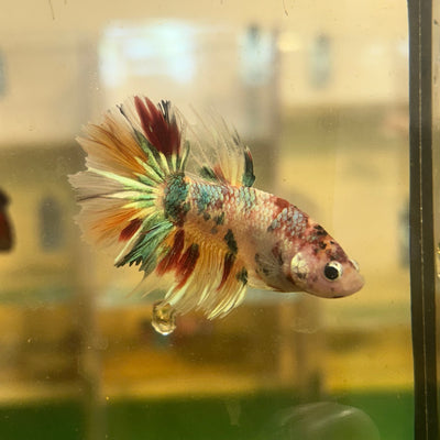 Pez koi cola de corona - Betta macho 23