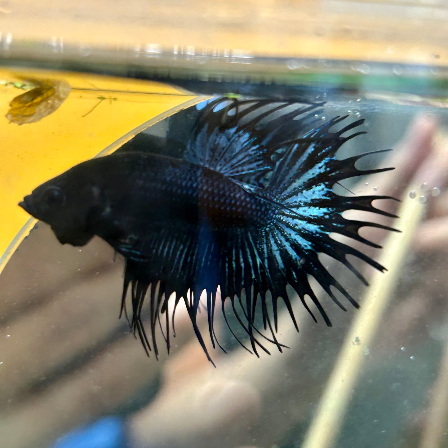 Black Orchid Crowntail - Male Betta 073