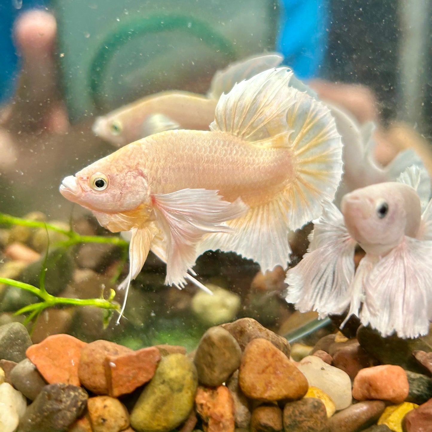 Dumbo 24K Gold Plakat - Male Betta 070