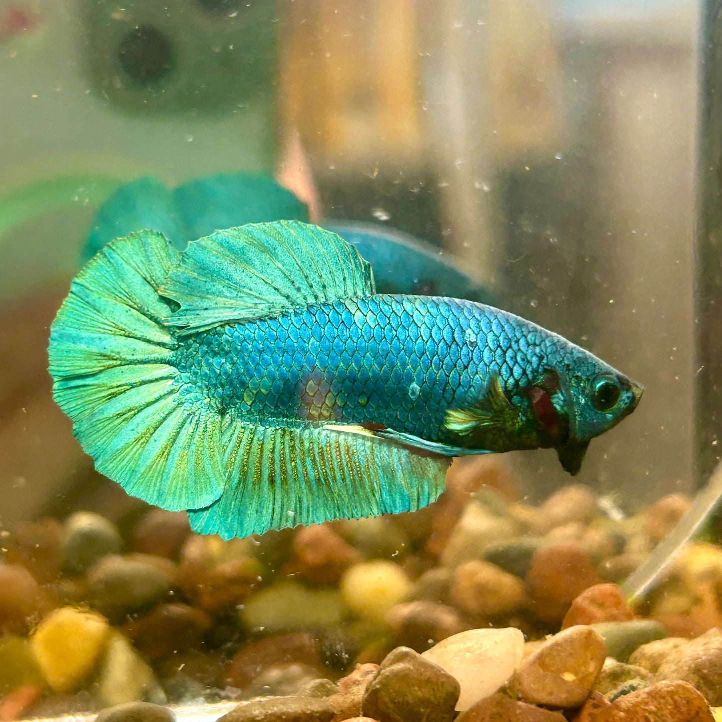 Green Turquoise Plakat - Male Betta 170