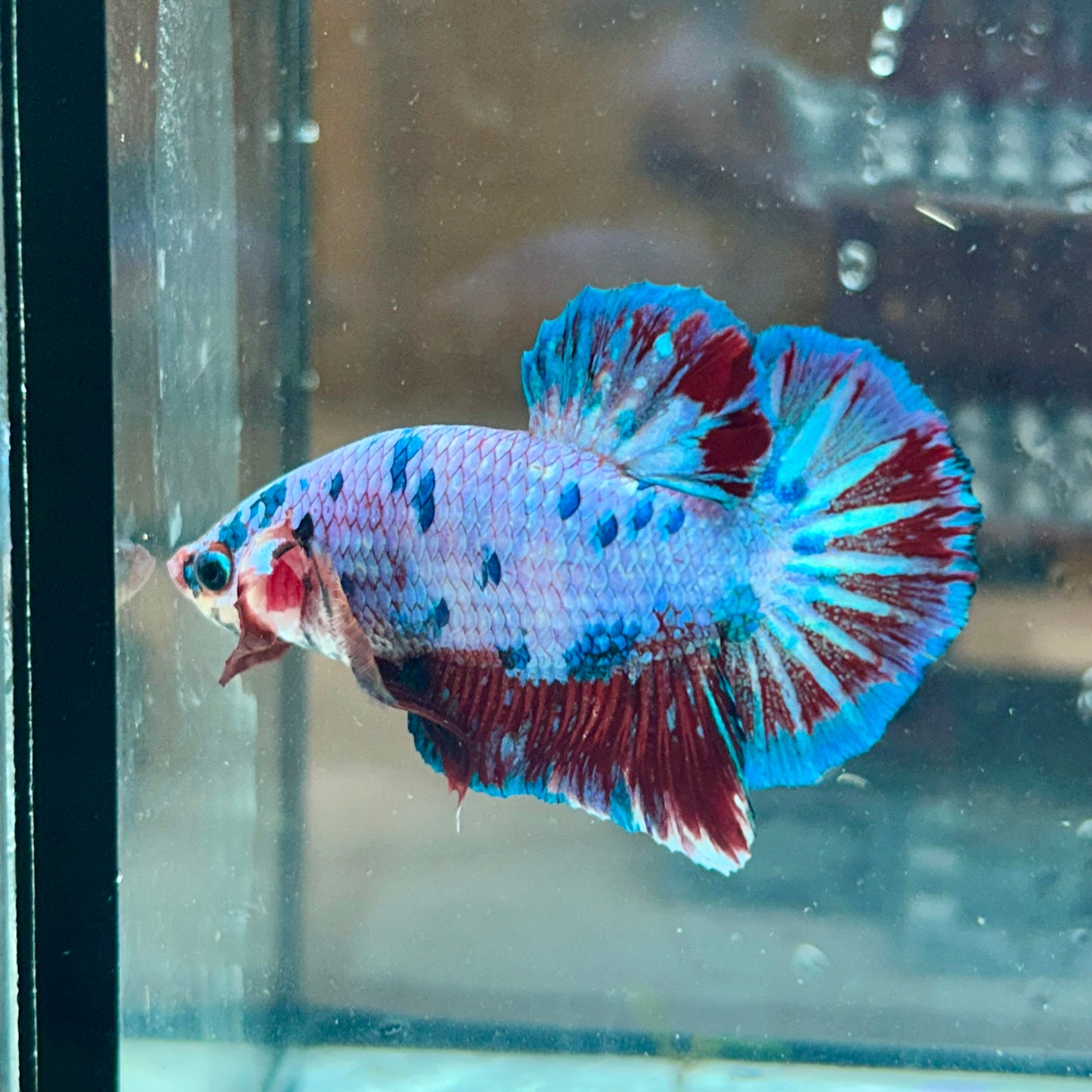 AOC Blue Koi Plakat - Male Betta 044