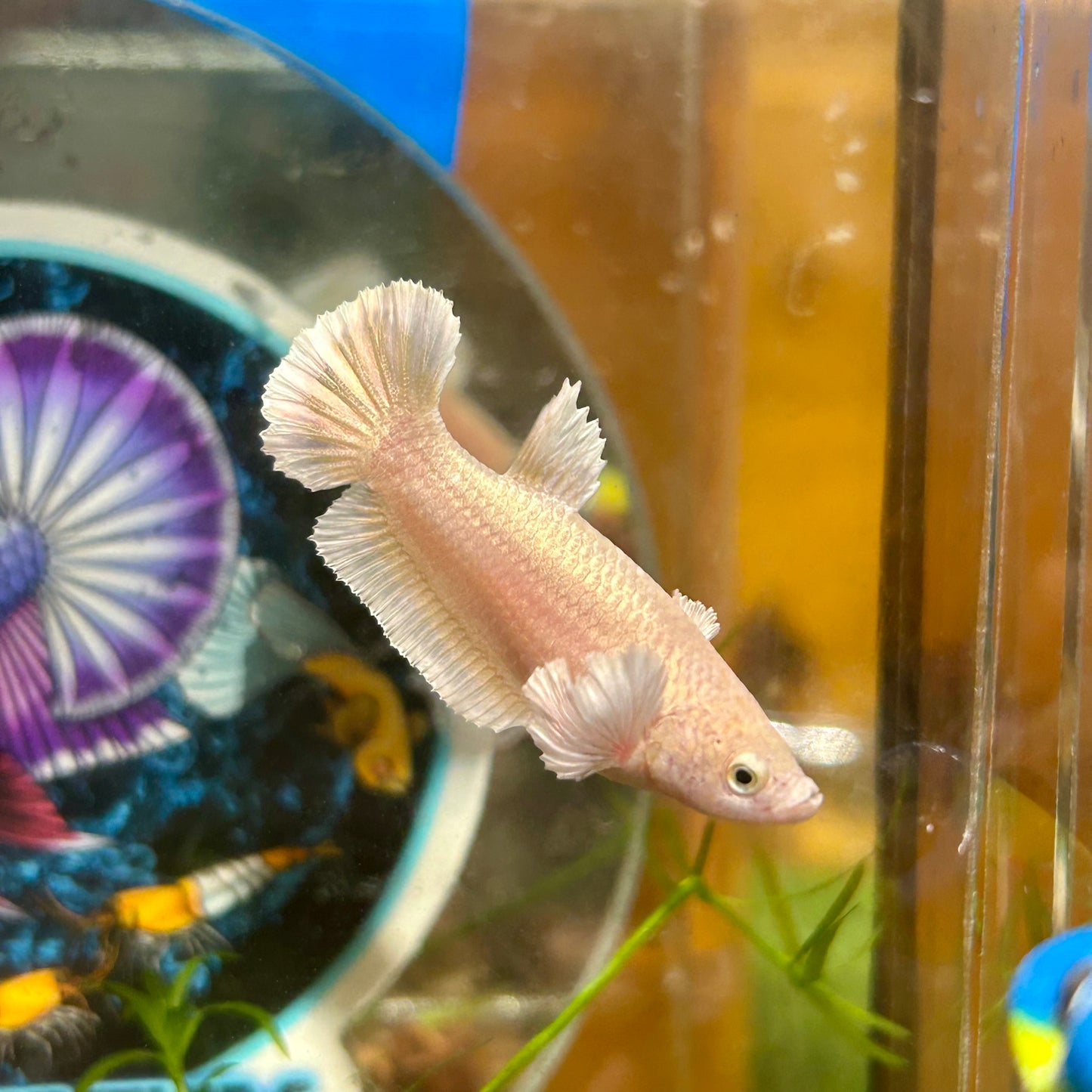 Dumbo Gold Plakat - Female Betta 110