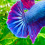 Plakat Purple Pink Male Betta #M136
