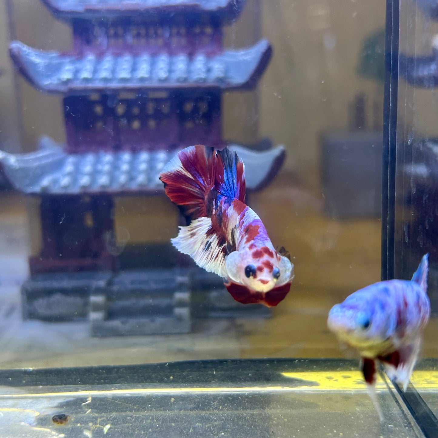 Red Koi Galaxy Plakat - Male Betta 065