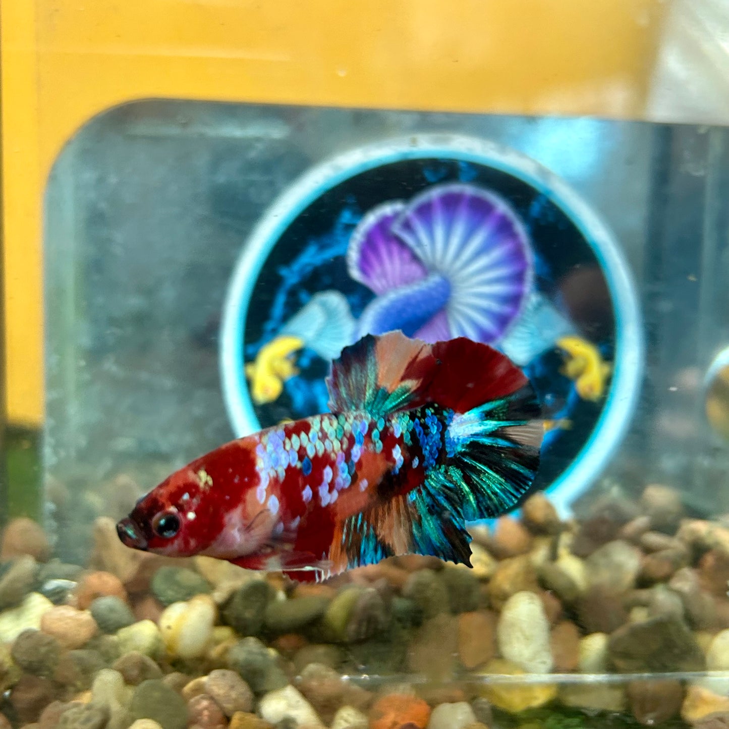 Koi Multicolor Galaxy  Plakat - Male Betta 036