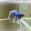 Pastel Blue Feather- Male Betta 087