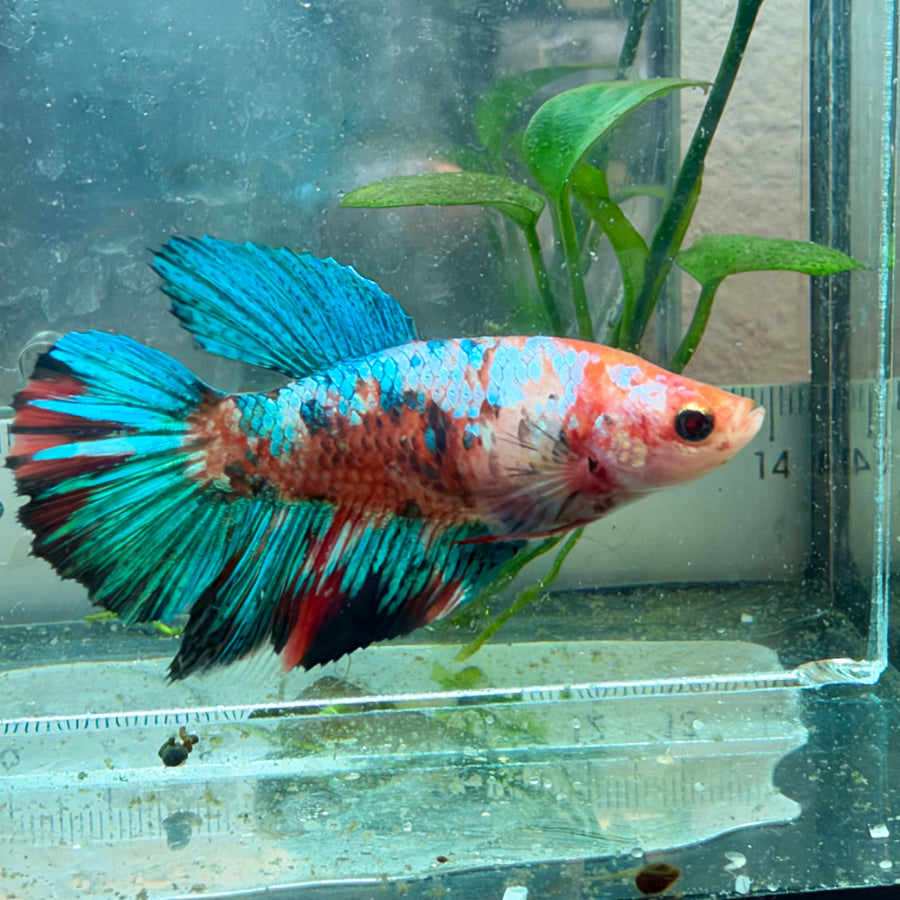 Halfmoon Koi Multicolor Female Betta #Au58