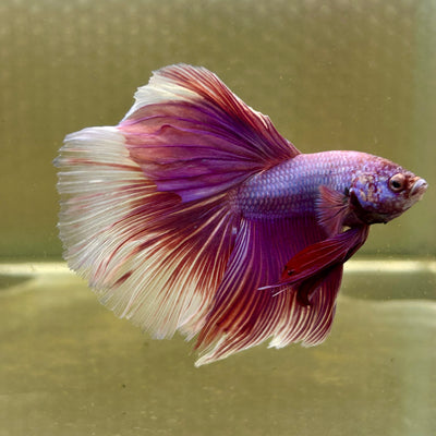 Purple Pink Halfmoon - Male Betta 097