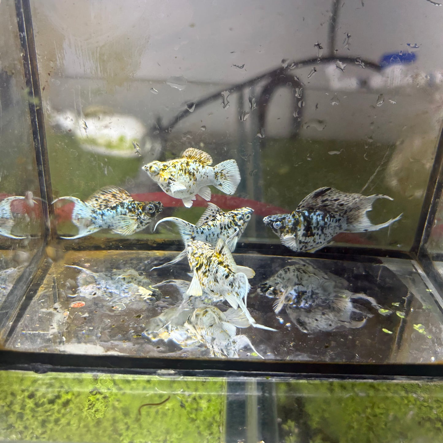 Tri-color Balloon Molly Fish