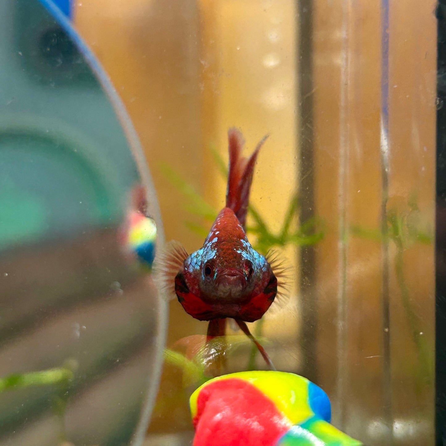 Red Fancy Copper Halfmoon - Male Betta 136