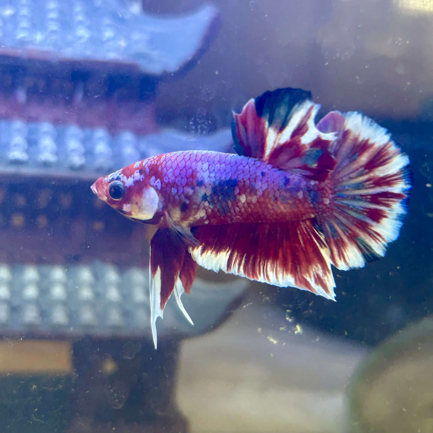 Red Barongsai Plakat - Male Betta 071