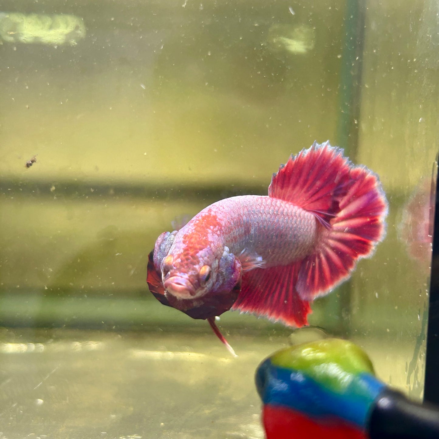 Purple Pink Plakat- Male Betta 165