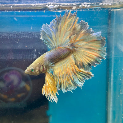 Feather Tail Yellow Mustard Neon - Male Betta 197
