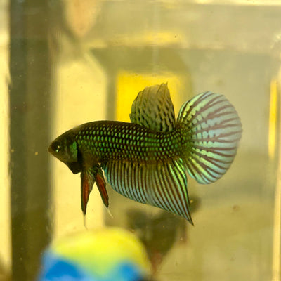 Green Mahachai Wild - Male Betta 152