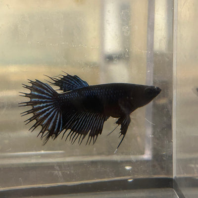 Black Orchid King Crowntail - Female betta 079