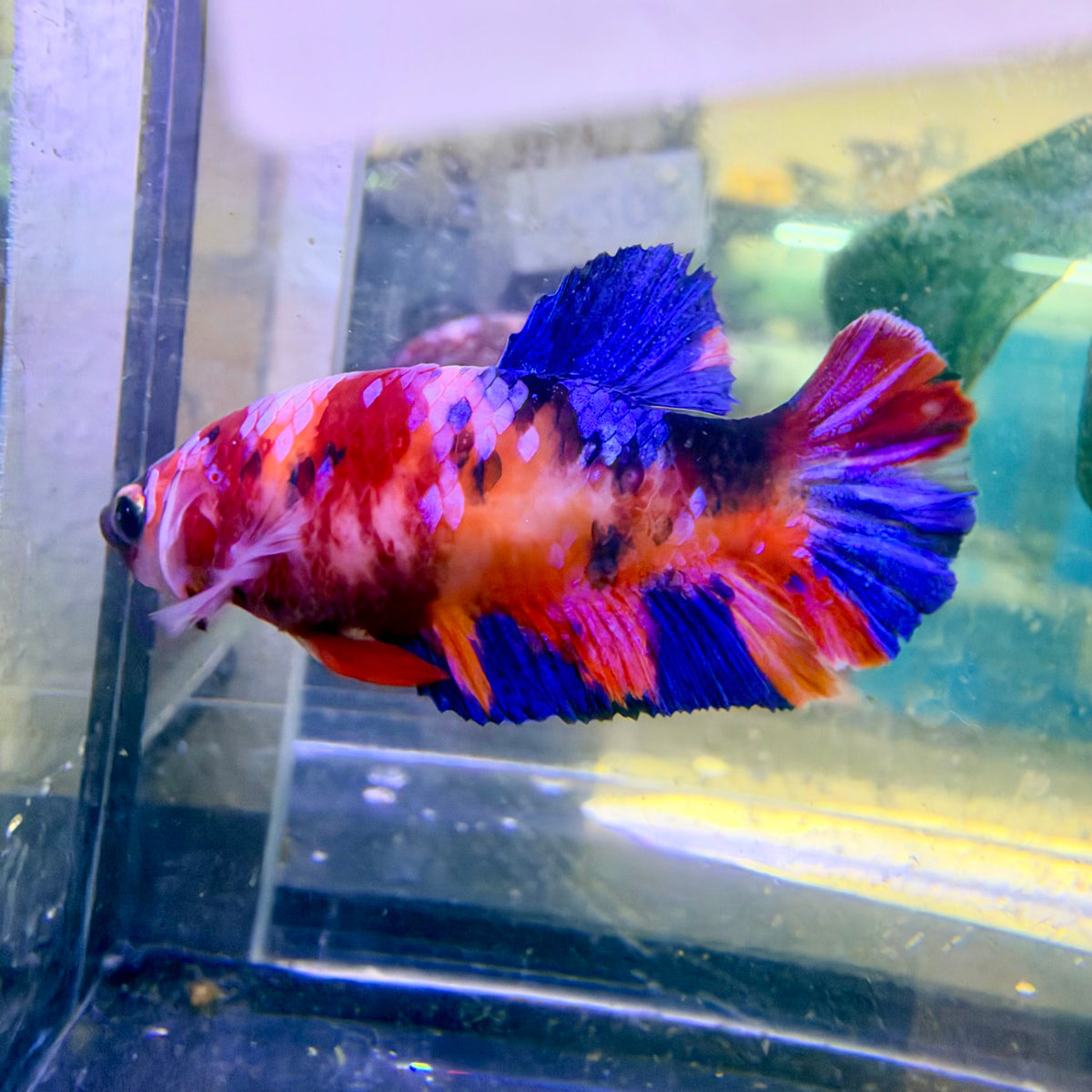 Nemo Koi Plakat Betta Female  #Au100
